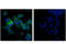 Roundabout Guidance Receptor 2 antibody, 45568S, Cell Signaling Technology, Immunofluorescence image 