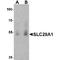 Solute Carrier Family 29 Member 1 (Augustine Blood Group) antibody, TA349151, Origene, Western Blot image 