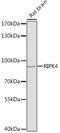 Receptor-interacting serine/threonine-protein kinase 4 antibody, LS-C747676, Lifespan Biosciences, Western Blot image 