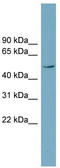 LanC Like 2 antibody, TA344841, Origene, Western Blot image 