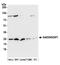 Growth arrest and DNA damage-inducible proteins-interacting protein 1 antibody, A305-163A, Bethyl Labs, Western Blot image 