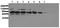 Streptavidin antibody, AM20223PU-N, Origene, Western Blot image 