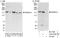 PR domain zinc finger protein 10 antibody, A303-204A, Bethyl Labs, Immunoprecipitation image 