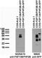 Fibroblast Growth Factor 13 antibody, 75-248, Antibodies Incorporated, Western Blot image 