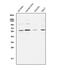 Apurinic/Apyrimidinic Endodeoxyribonuclease 2 antibody, A07203, Boster Biological Technology, Flow Cytometry image 