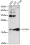 OCIA Domain Containing 2 antibody, orb540776, Biorbyt, Western Blot image 