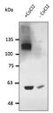 Hypoxia-inducible factor 1-alpha antibody, AB0070-100, Origene, Western Blot image 