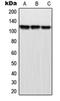 M-Phase Phosphoprotein 9 antibody, orb214968, Biorbyt, Western Blot image 