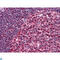 RING finger and CHY zinc finger domain-containing protein 1 antibody, LS-C812741, Lifespan Biosciences, Immunofluorescence image 