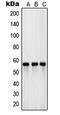 Solute Carrier Family 1 Member 1 antibody, MBS820659, MyBioSource, Western Blot image 