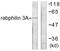 Rabphilin 3A antibody, LS-C117704, Lifespan Biosciences, Western Blot image 