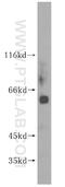 Myocyte Enhancer Factor 2C antibody, 16953-1-AP, Proteintech Group, Western Blot image 