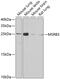 Methionine Sulfoxide Reductase B3 antibody, GTX32730, GeneTex, Western Blot image 