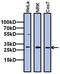 TATA-Box Binding Protein Associated Factor 10 antibody, MA3-069, Invitrogen Antibodies, Western Blot image 