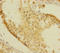Casein Kinase 1 Alpha 1 antibody, A54428-100, Epigentek, Immunohistochemistry paraffin image 