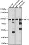 ATP Binding Cassette Subfamily F Member 3 antibody, 15-912, ProSci, Western Blot image 