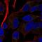Receptor activity-modifying protein 2 antibody, HPA052020, Atlas Antibodies, Immunofluorescence image 