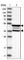 FERM Domain Containing 3 antibody, HPA017285, Atlas Antibodies, Western Blot image 
