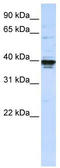 ETS Variant 3 Like antibody, TA342394, Origene, Western Blot image 