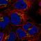 Biogenesis Of Lysosomal Organelles Complex 1 Subunit 3 antibody, HPA050111, Atlas Antibodies, Immunofluorescence image 