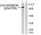 Caldesmon 1 antibody, PA5-38263, Invitrogen Antibodies, Western Blot image 