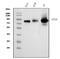 CD44, variant 6 antibody, M00052-3, Boster Biological Technology, Western Blot image 