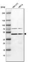 G3BP Stress Granule Assembly Factor 2 antibody, HPA018425, Atlas Antibodies, Western Blot image 