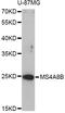 Membrane-spanning 4-domains subfamily A member 8B antibody, abx126191, Abbexa, Western Blot image 