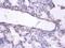 ERH MRNA Splicing And Mitosis Factor antibody, orb238871, Biorbyt, Immunohistochemistry paraffin image 