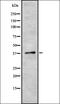 Trace Amine Associated Receptor 6 antibody, orb336461, Biorbyt, Western Blot image 