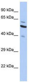 Sec1 Family Domain Containing 1 antibody, TA342141, Origene, Western Blot image 