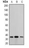 Metaxin 1 antibody, orb341389, Biorbyt, Western Blot image 