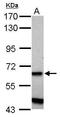 Zinc Finger Protein 554 antibody, PA5-30907, Invitrogen Antibodies, Western Blot image 