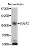 Extracellular sulfatase Sulf-2 antibody, STJ111423, St John