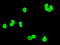 DNA repair protein XRCC1 antibody, TA500880, Origene, Immunofluorescence image 