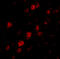 DNA-directed RNA polymerase III subunit RPC6 antibody, A12720, Boster Biological Technology, Immunofluorescence image 