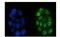 Nibrin antibody, M00732-1, Boster Biological Technology, Immunofluorescence image 