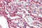 S100 Calcium Binding Protein A10 antibody, MBS245409, MyBioSource, Immunohistochemistry frozen image 