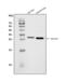 Nuclear Receptor Subfamily 0 Group B Member 2 antibody, A03866-1, Boster Biological Technology, Western Blot image 