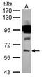Solute Carrier Family 32 Member 1 antibody, PA5-27569, Invitrogen Antibodies, Western Blot image 