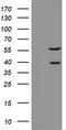 Ras Association Domain Family Member 1 antibody, TA502510S, Origene, Western Blot image 