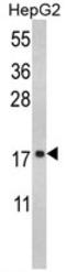 Ribosomal Protein S15 antibody, AP17717PU-N, Origene, Western Blot image 