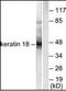 Keratin 18 antibody, orb95476, Biorbyt, Western Blot image 