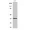 Forkhead box protein L1 antibody, LS-C383543, Lifespan Biosciences, Western Blot image 