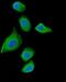 DAB2 antibody, A01546-3, Boster Biological Technology, Immunofluorescence image 