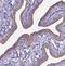 Cilia And Flagella Associated Protein 299 antibody, NBP1-86203, Novus Biologicals, Immunohistochemistry paraffin image 