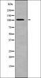 Protein Kinase N1 antibody, orb336017, Biorbyt, Western Blot image 