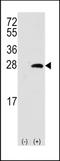 Oprs1 antibody, TA302032, Origene, Western Blot image 