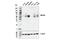 MHC Class I Polypeptide-Related Sequence A antibody, 64899S, Cell Signaling Technology, Western Blot image 