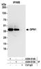 GPN-Loop GTPase 1 antibody, A304-614A, Bethyl Labs, Immunoprecipitation image 